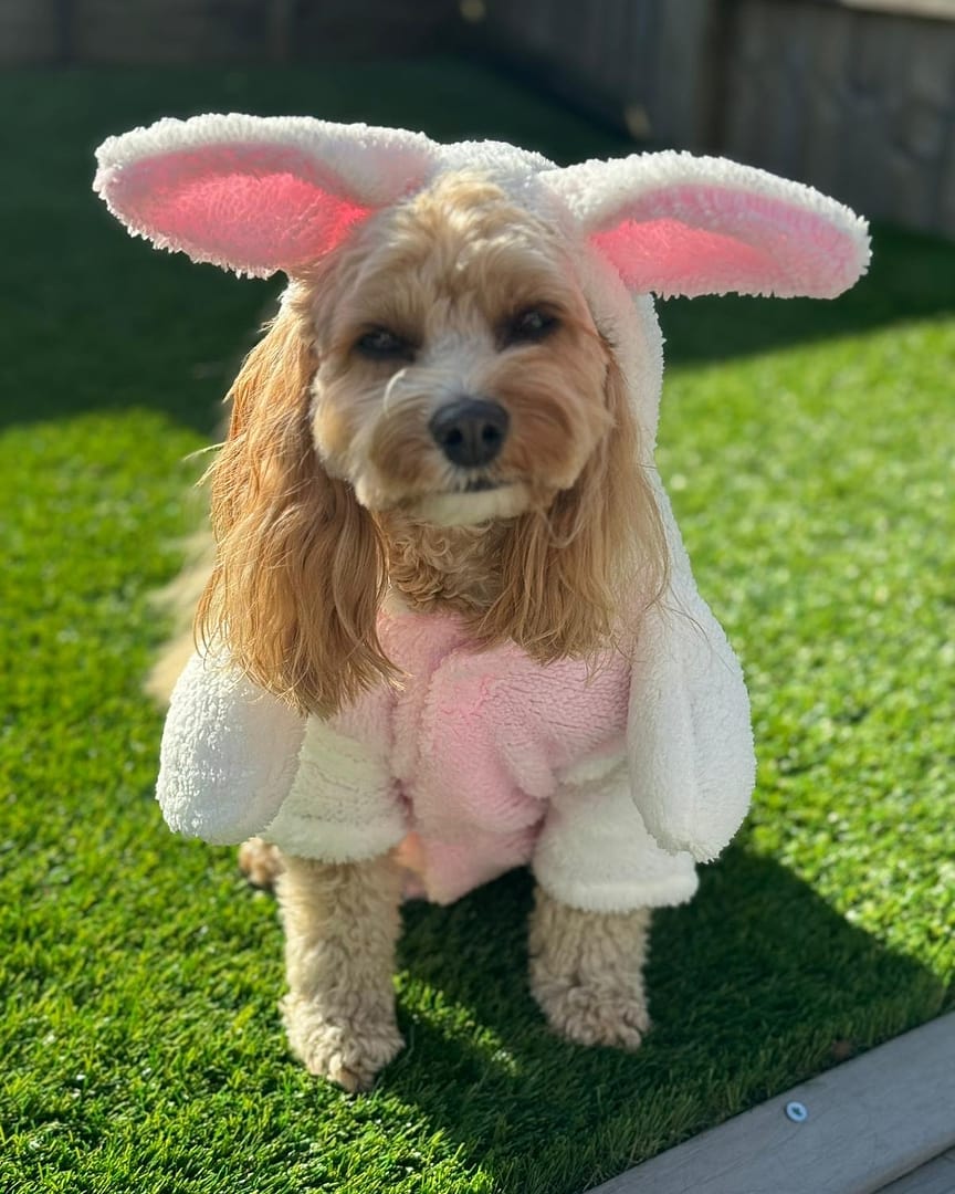 Easter Bunny Dog Costume Smiffys